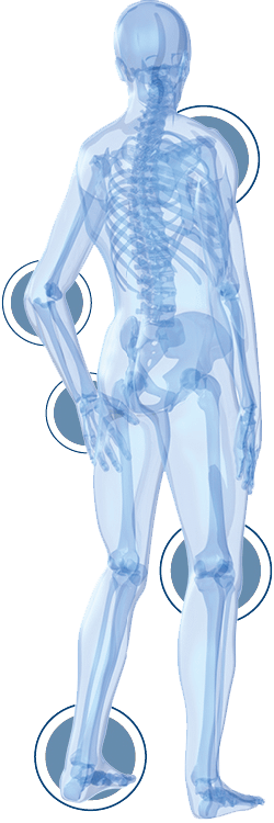 FLEXOFYTOL-articulations-squelette-1