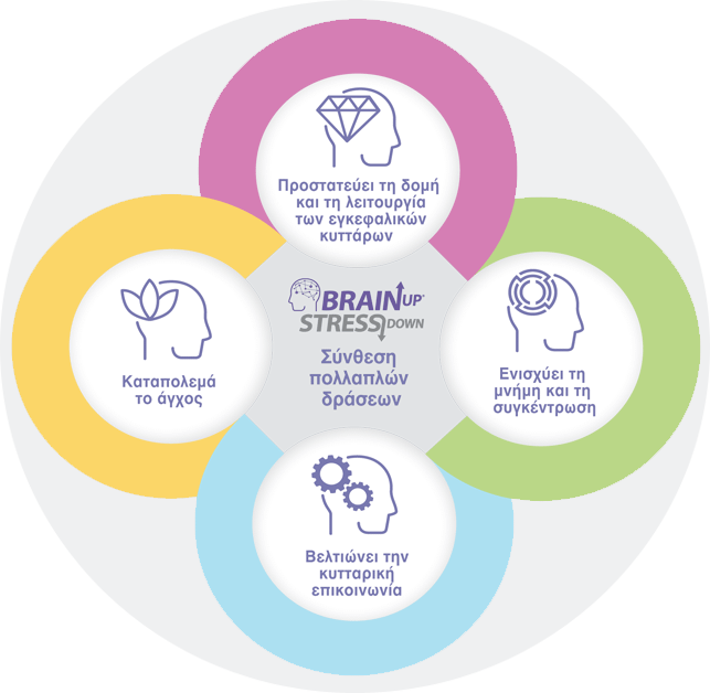 pinakas_BRAIN_cycles_mobile