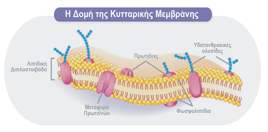 brain-up-domi-kitarikis-memvranis_mobile